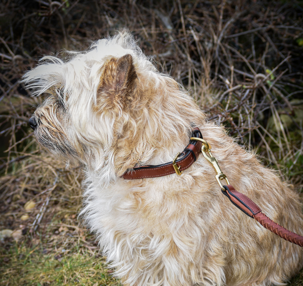 Premium dog collar in rounded natural tanned leather